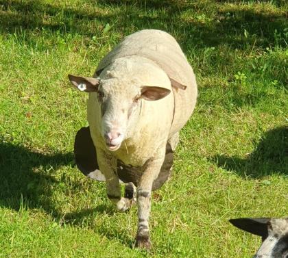 Schafbock abzugeben