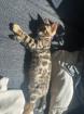 Bengalkitten m/w sofort auszugsbereit