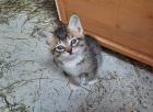 Kitten / Katzenbabys